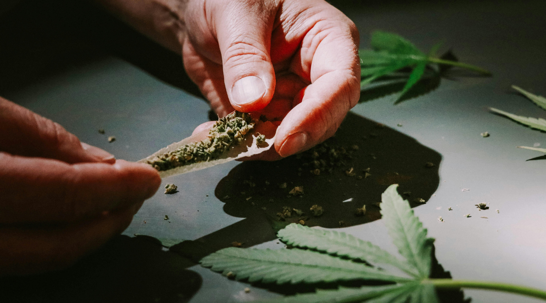Person demonstrating how to roll a joint by filling rolling paper with ground cannabis on a table with cannabis leaves nearby